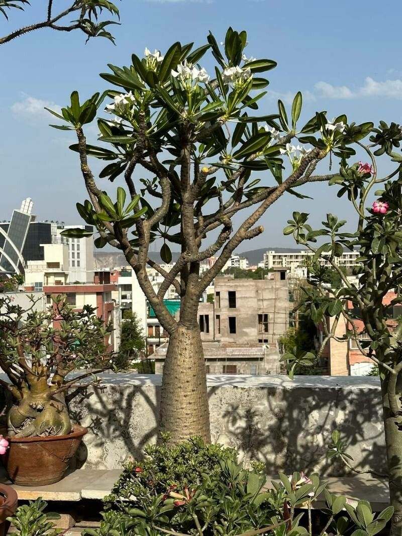Pachypodium ambongense（パキポディウム・アンボンゲンセ）の株姿。幹、葉、全体の形が分かる写真