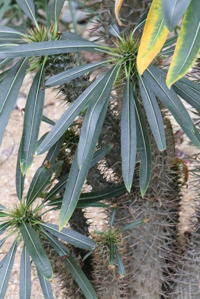 Pachypodium ambongense（パキポディウム・アンボンゲンセ）の株姿。幹、葉、全体の形が分かる写真