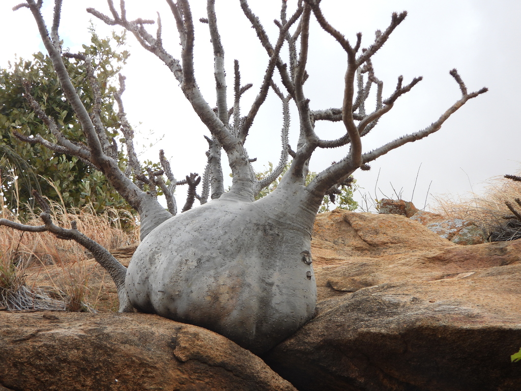 Pachypodium baronii（パキポディウム・バロニー）の株姿。幹、葉、全体の形が分かる写真