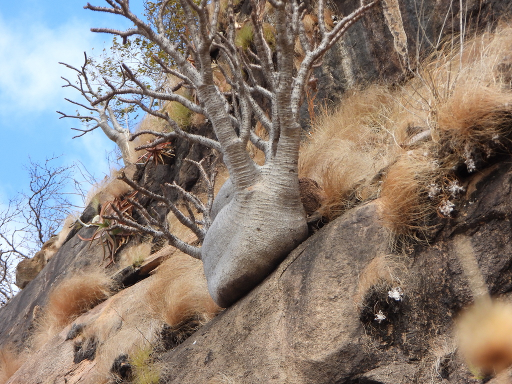 Pachypodium baronii（パキポディウム・バロニー）の株姿。幹、葉、全体の形が分かる写真