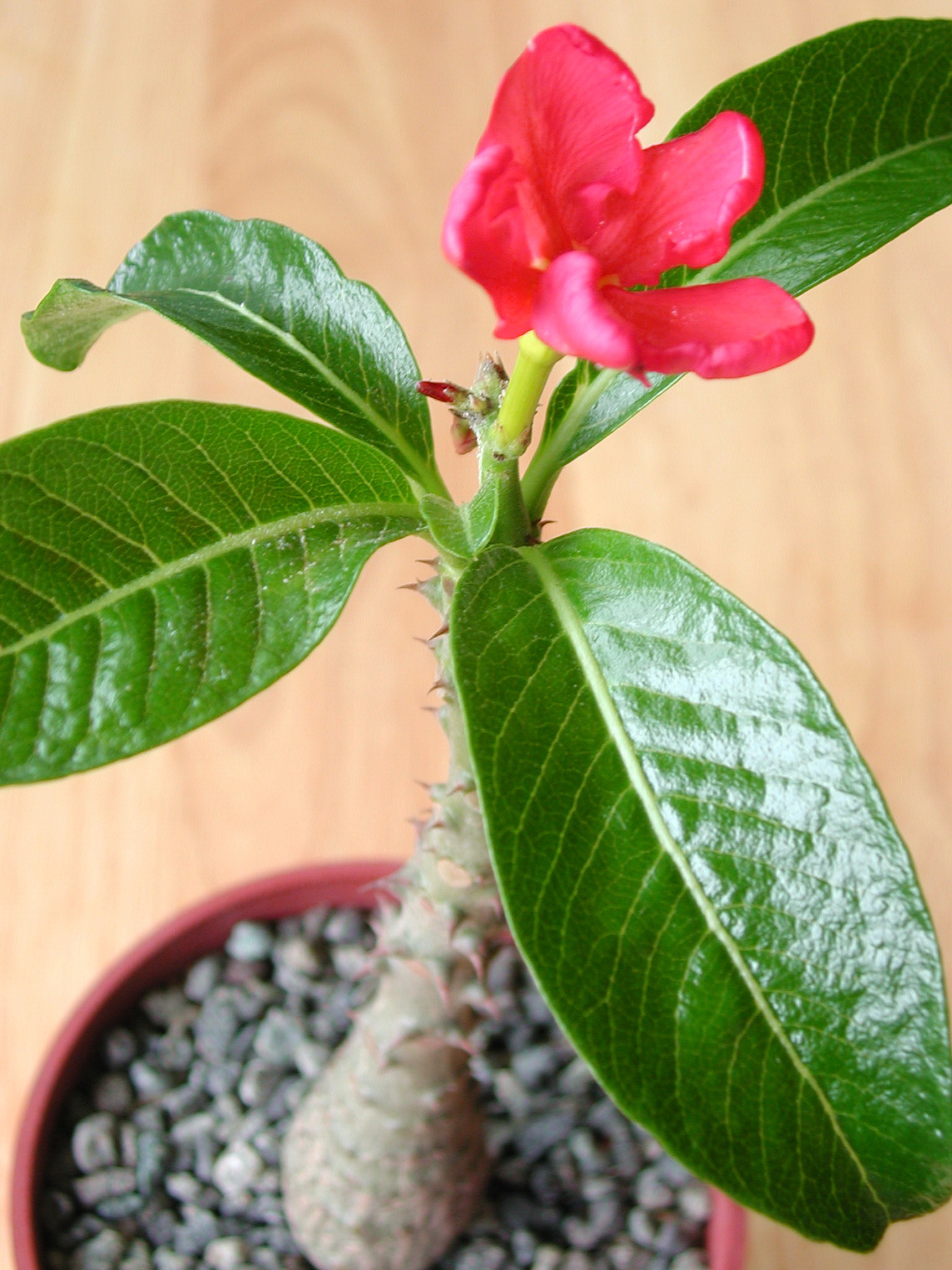 Pachypodium baronii（パキポディウム・バロニー）の株姿。幹、葉、全体の形が分かる写真