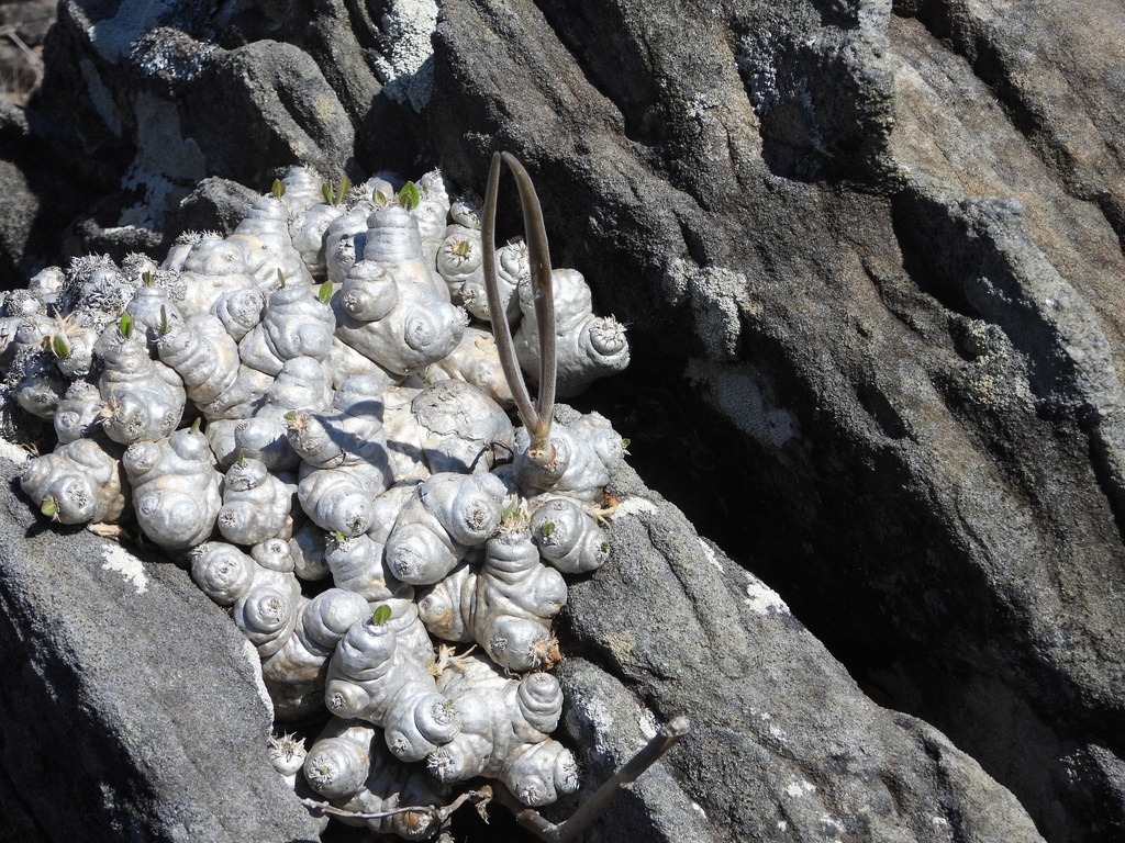 低く広がる株（Pachypodium brevicaule）の補足写真。本文で紹介している内容を別角度の写真で確認