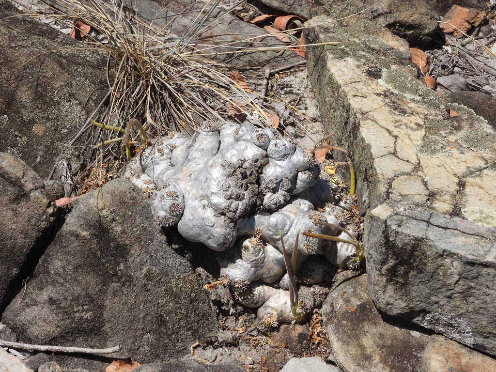 Pachypodium brevicaule（恵比寿笑い / ブレビカウレ）の株姿。幹、葉、全体の形が分かる写真