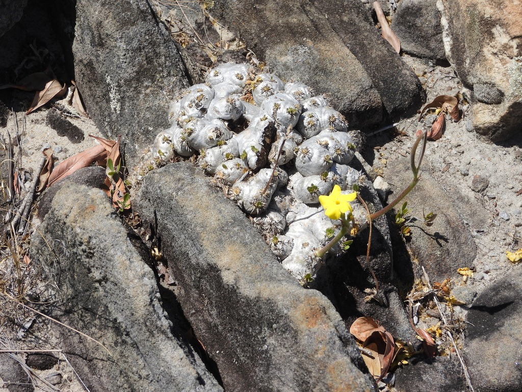 Pachypodium brevicaule（恵比寿笑い / ブレビカウレ）の株姿。幹、葉、全体の形が分かる写真