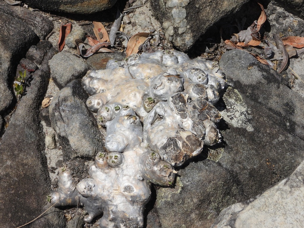 低く広がる株（Pachypodium brevicaule）の補足写真。本文で紹介している内容を別角度の写真で確認