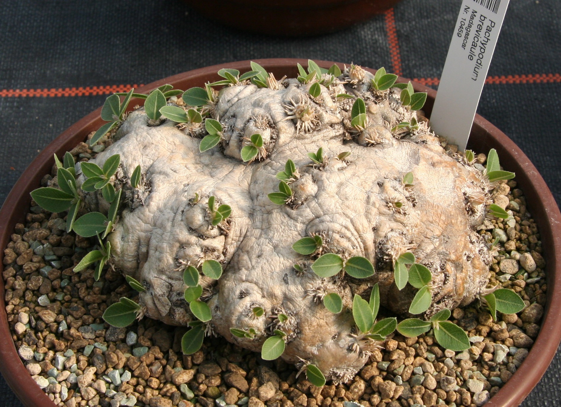 低く広がる株（Pachypodium brevicaule）の株姿。浅め・広めの鉢を考えたい例