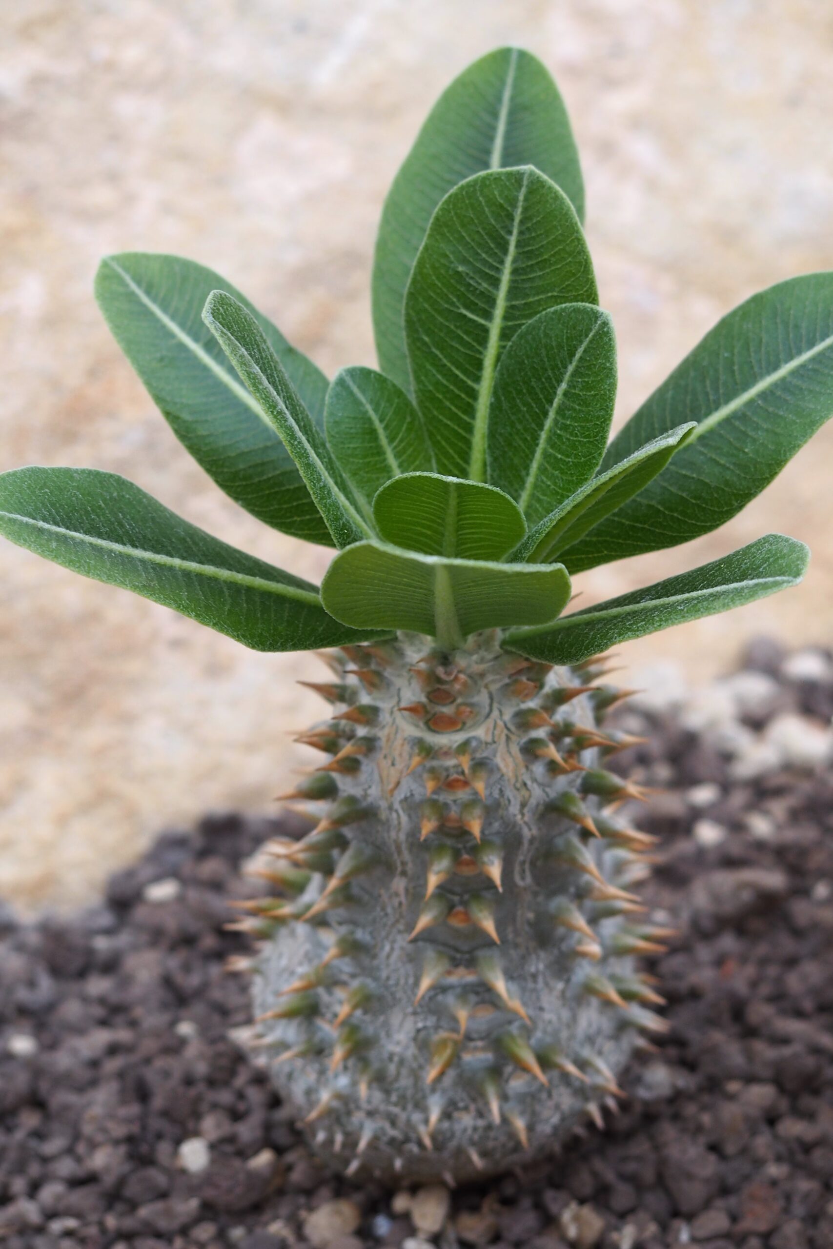 エブレネウム（Pachypodium eburneum）の株姿。強光管理を意識したいパキポ