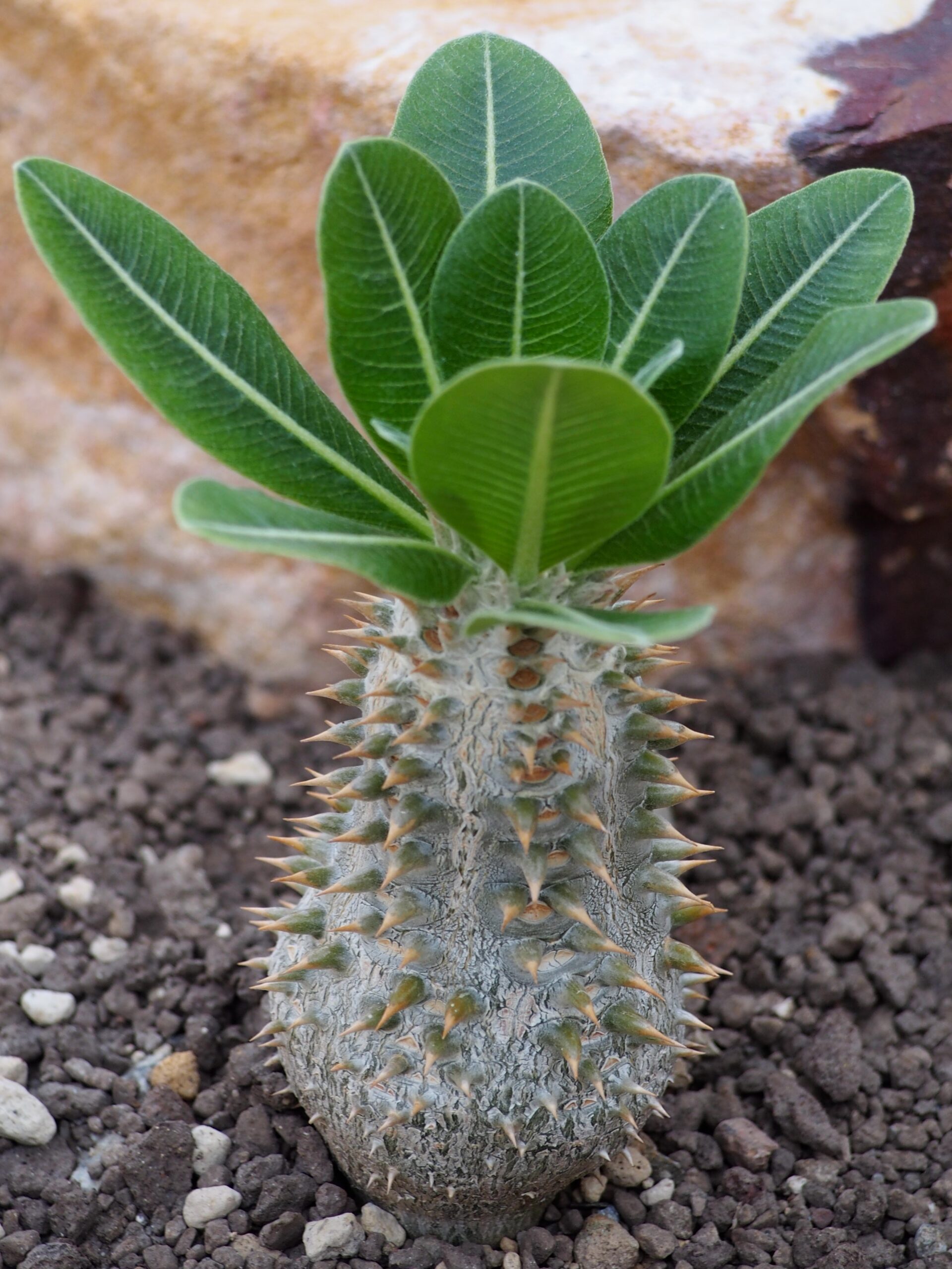 パキポディウム・エブレネウム（Pachypodium eburneum）の葉と茎頂部の特徴が分かる写真