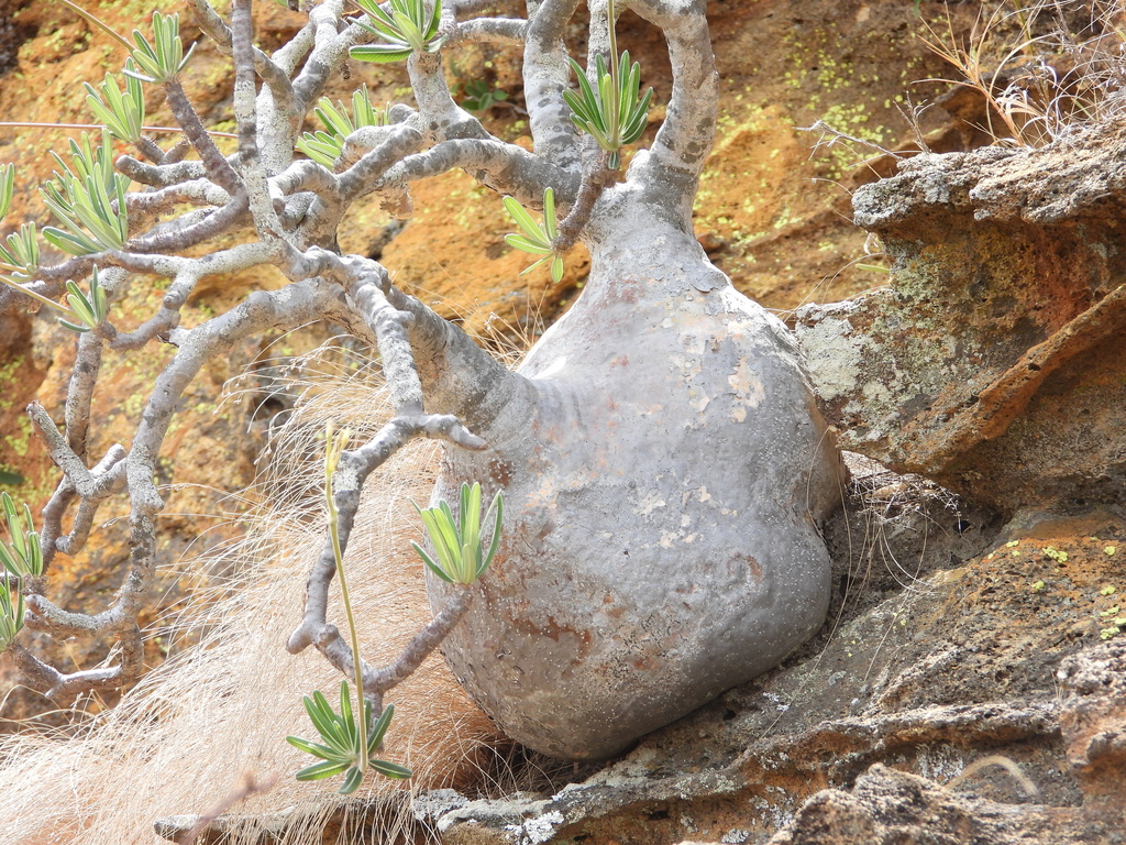 グラキリス（Pachypodium gracilius）の株姿。幹の張りを見たいパキポディウム