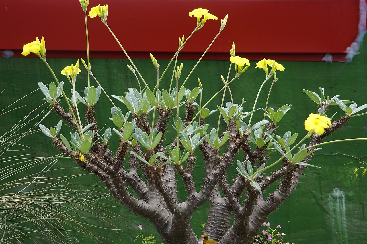 グラキリス（Pachypodium gracilius）の株姿。パキポディウムで確認したい株姿