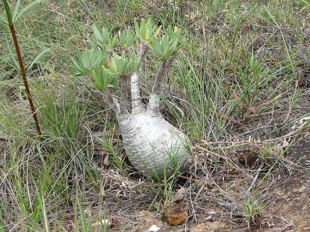 Pachypodium gracilius（パキポディウム・グラキリス）の丸く太った塊根。幹と枝ぶりが分かる写真