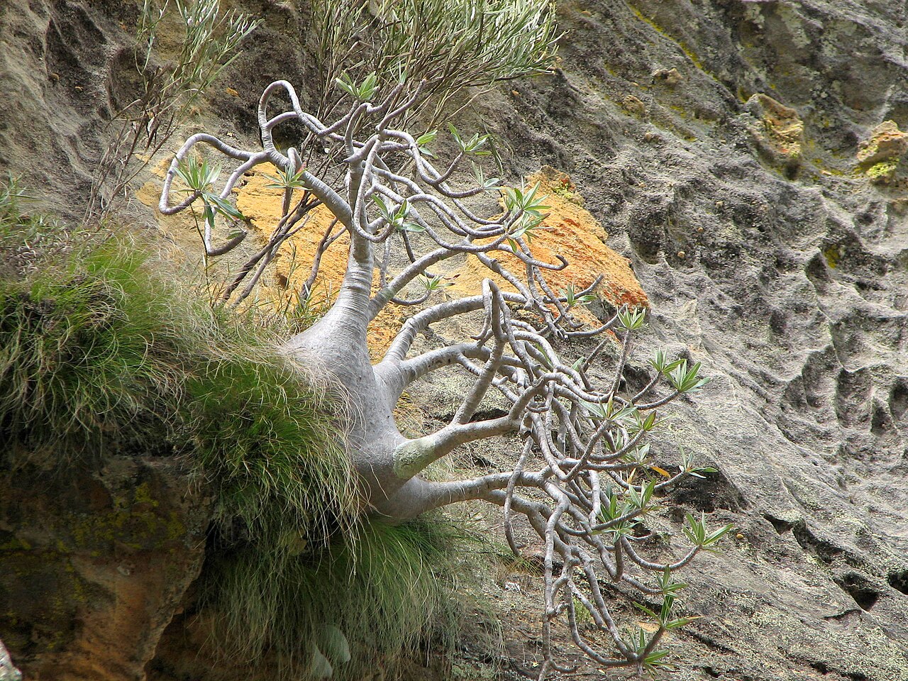 Pachypodium gracilius（パキポディウム・グラキリス）の丸く太った塊根。幹と枝ぶりが分かる写真
