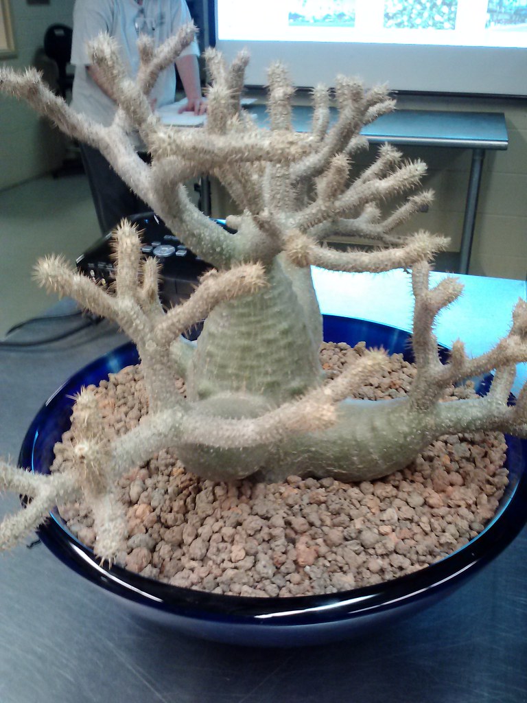人気パキポ（Pachypodium gracilius）の補足写真。本文で紹介している内容を別角度の写真で確認