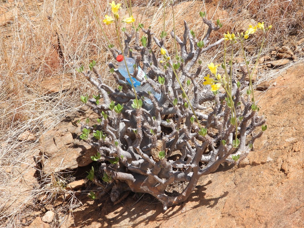 Pachypodium horombense（パキポディウム・ホロンベンセ）の株姿。幹、葉、全体の形が分かる写真