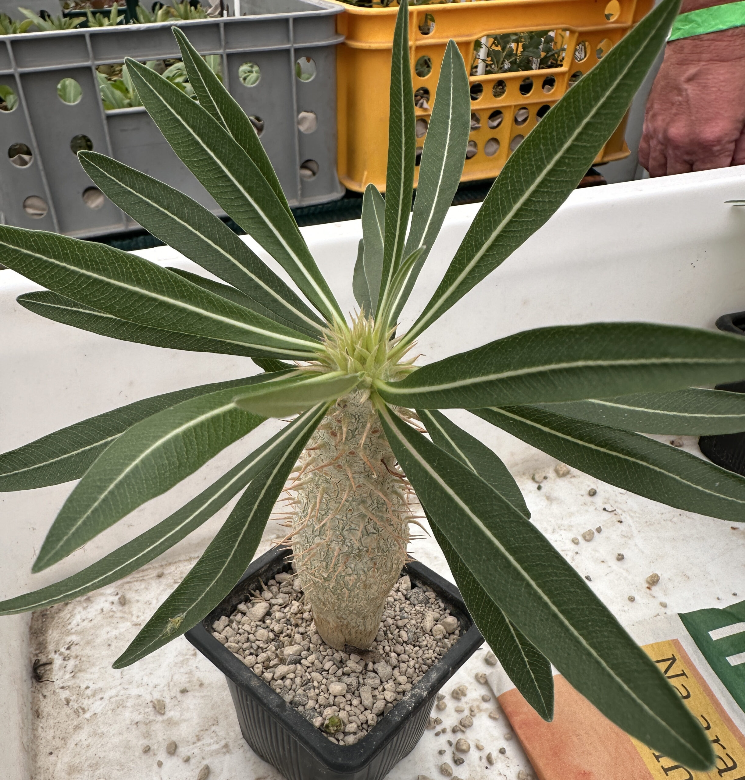 パキポディウム・イノピナツム（Pachypodium inopinatum）の若い栽培株。葉と幹の特徴が分かる写真