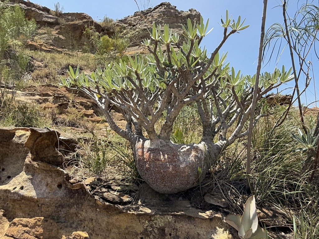 第9位 パキポディウム・ロスラーツム（Pachypodium rosulatum）の株姿。コンパクトな株形と黄花が特徴