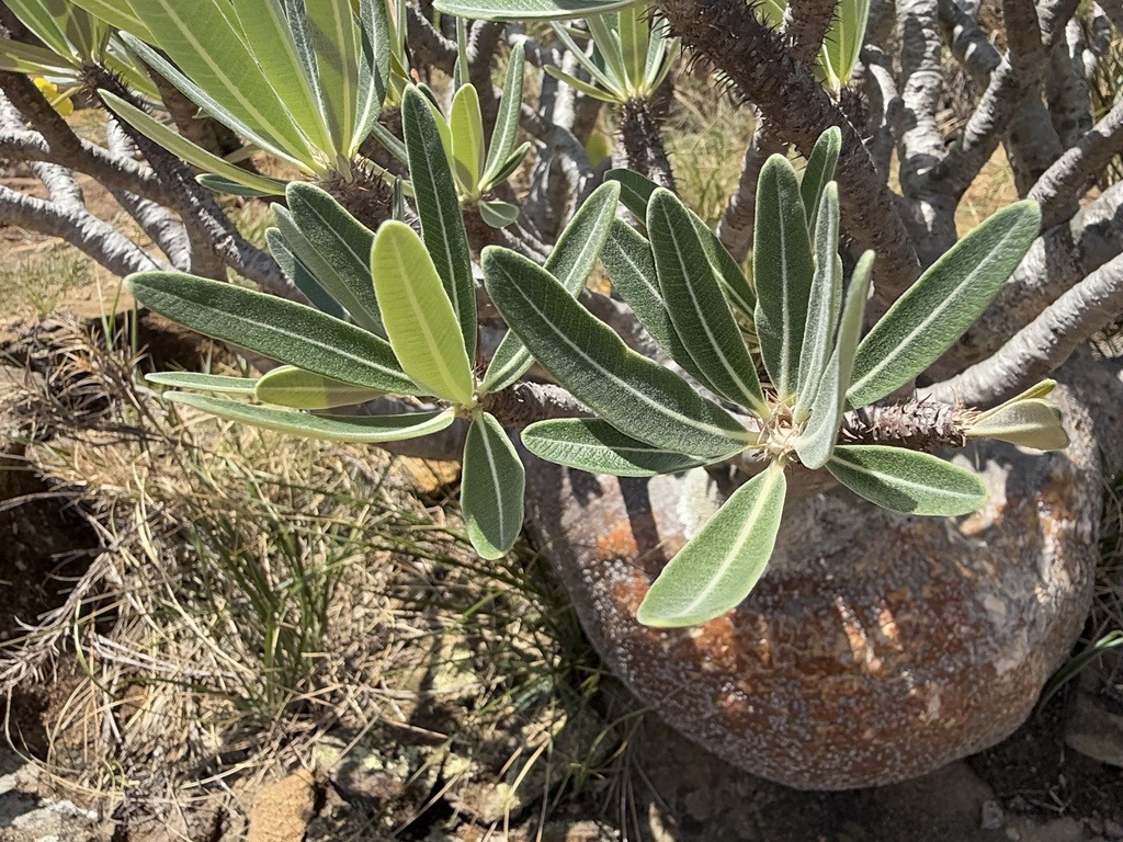 ロスラーツムの別角度（Pachypodium rosulatum）の株姿。葉と株元のまとまりを確認