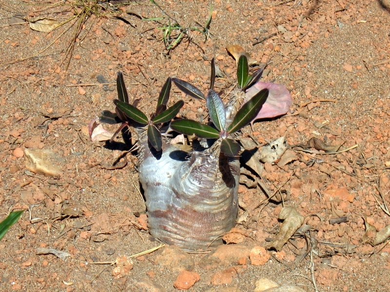 Pachypodium rosulatum（パキポディウム・ロスラーツム）の株姿。幹、葉、全体の形が分かる写真