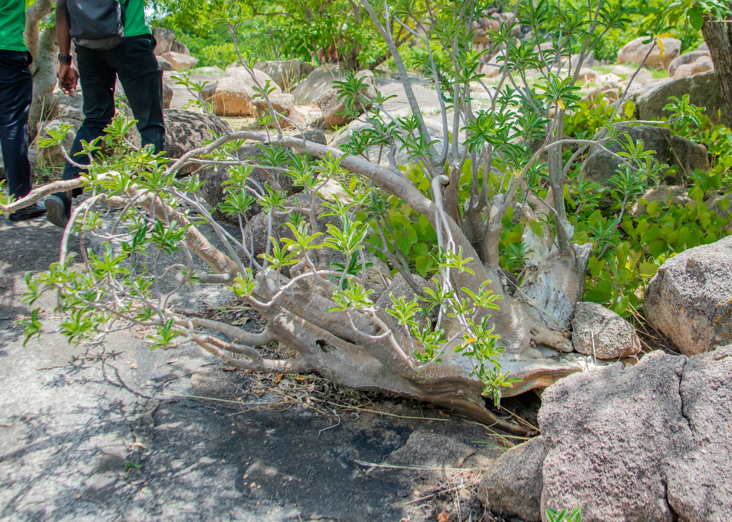 Pachypodium rosulatum（パキポディウム・ロスラーツム）の株姿。幹、葉、全体の形が分かる写真
