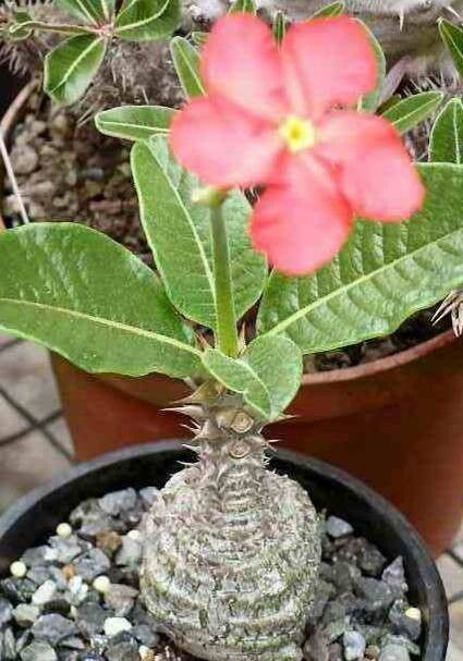 Pachypodium windsorii（パキポディウム・ウィンゾリー）の株姿。幹、葉、全体の形が分かる写真