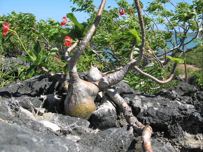 Pachypodium windsorii（パキポディウム・ウィンゾリー）の株姿。幹、葉、全体の形が分かる写真