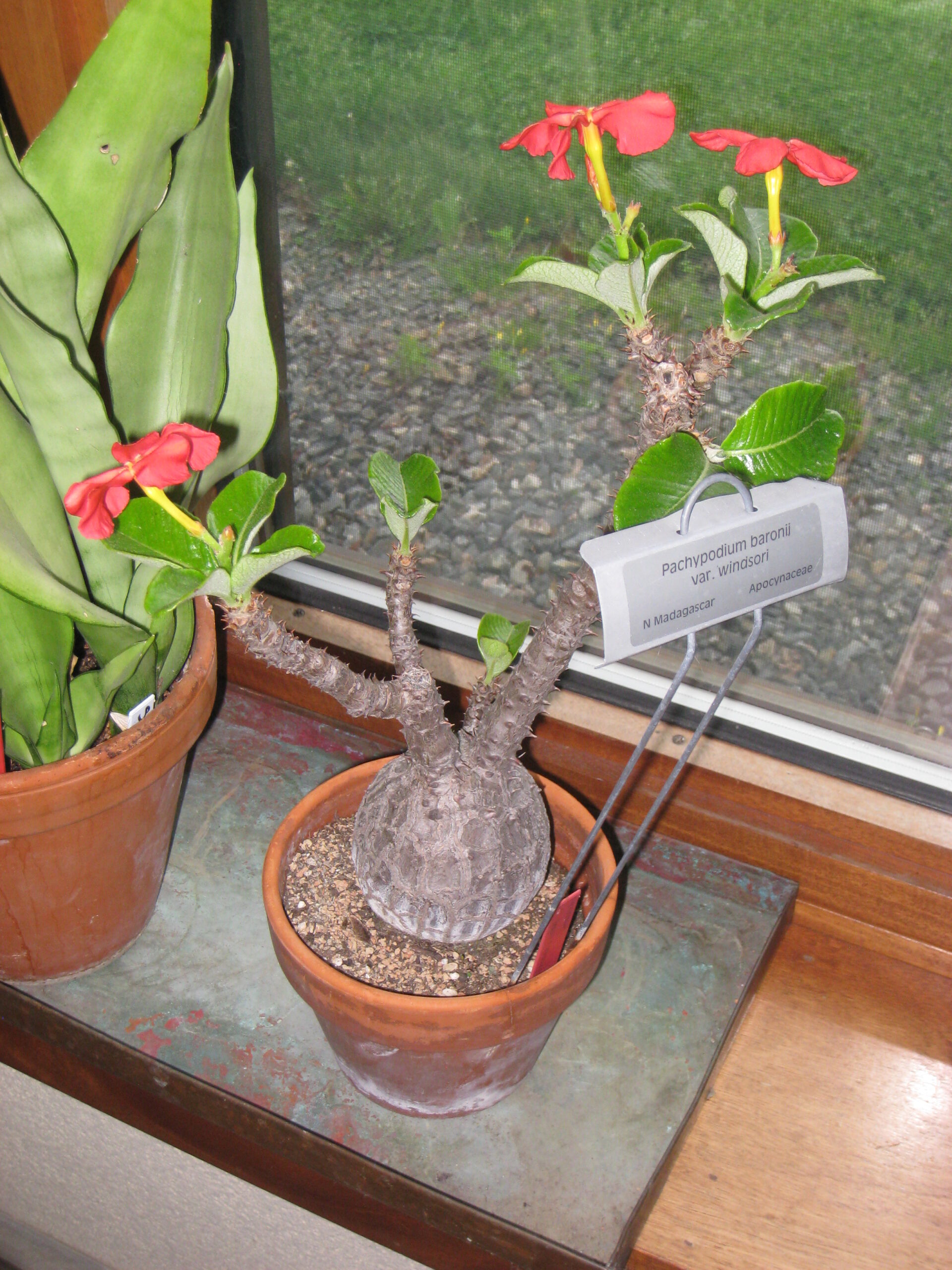 Pachypodium windsorii（パキポディウム・ウィンゾリー）の株姿。幹、葉、全体の形が分かる写真