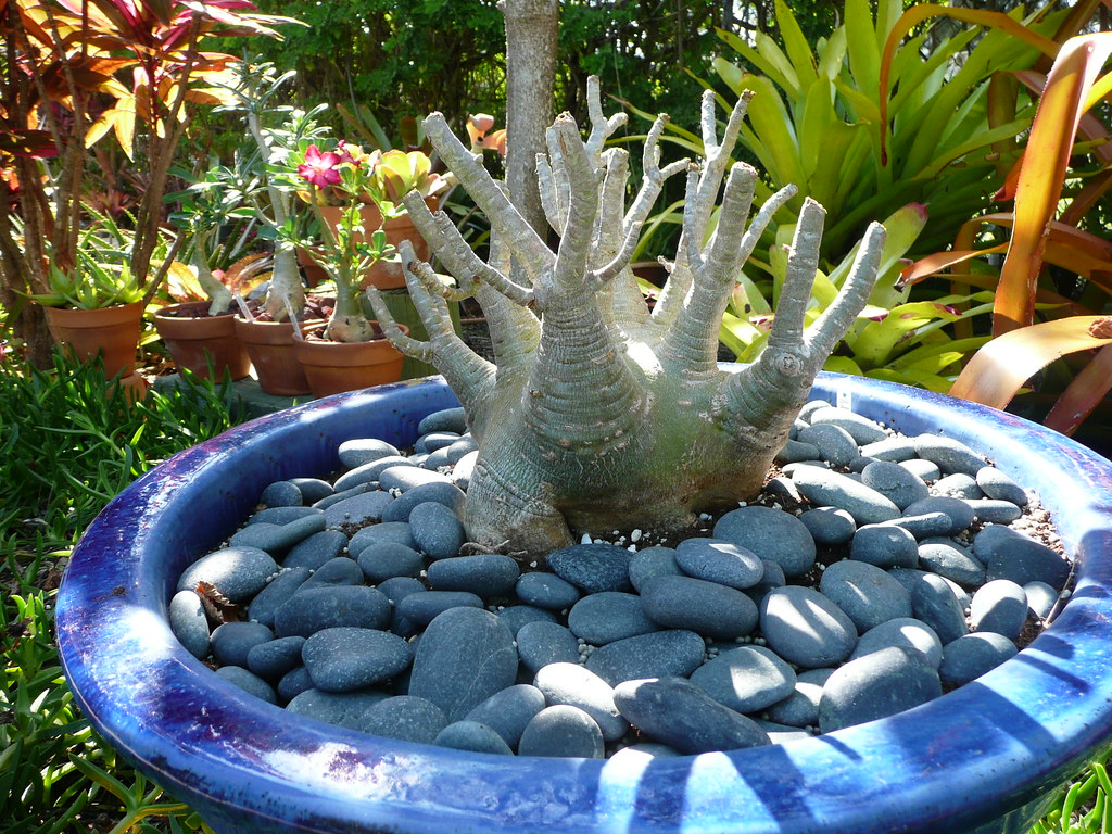 アデニウム（Adenium arabicum）の株姿。太い塊根の状態を見たい例