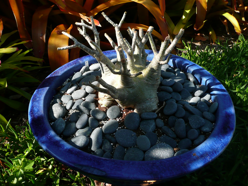 アデニウム（Adenium arabicum）の補足写真。本文で紹介している内容を別角度の写真で確認
