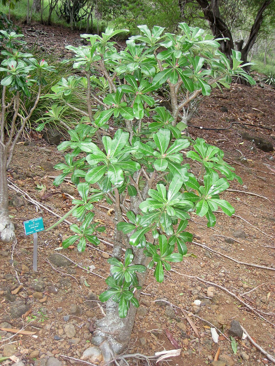 花を楽しむ株（Adenium obesum）の補足写真。本文で紹介している内容を別角度の写真で確認