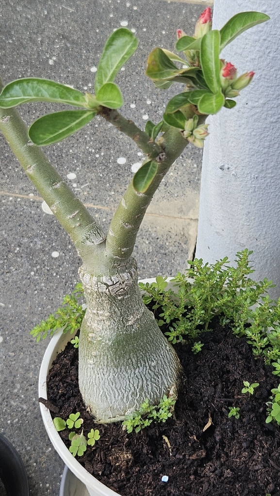 Adenium obesum の株姿。幹、葉、全体の形が分かる写真
