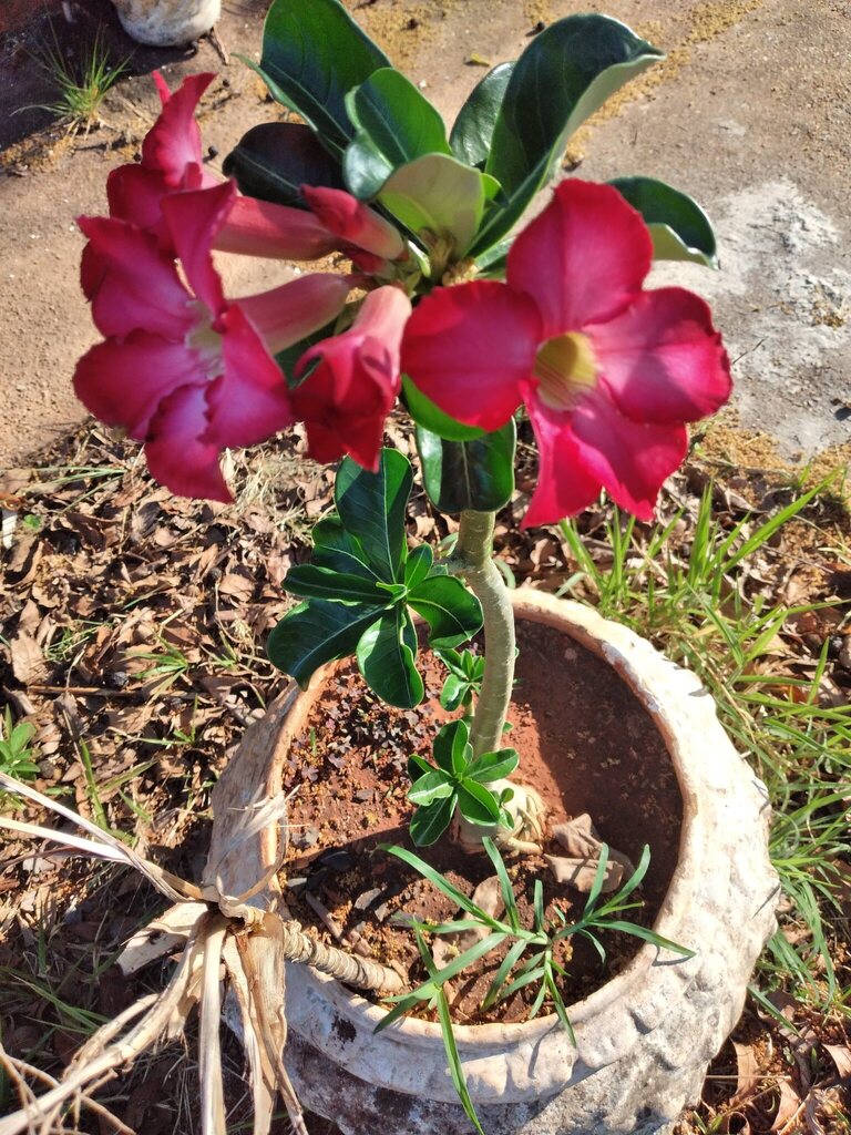 Adenium obesum の株姿。幹、葉、全体の形が分かる写真