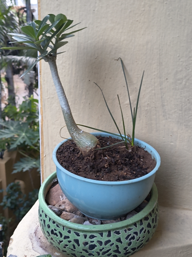 アデニウム属（Adenium obesum）の株姿。太い株元と枝葉が出るタイプ