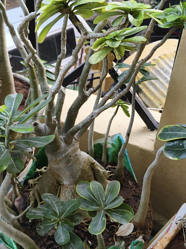 アデニウム・オベスム（Adenium obesum）の株姿。花も楽しみやすい夏型の入門種