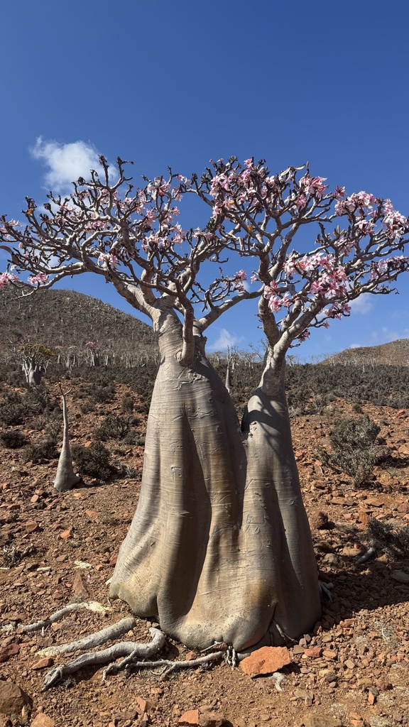 Adenium socotranum（アデニウム・ソコトラナム）の株姿。幹、葉、全体の形が分かる写真