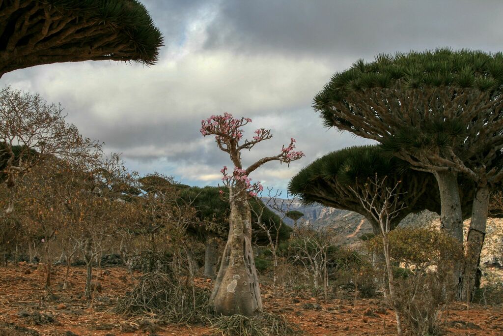 Adenium socotranum の株姿。幹、葉、全体の形が分かる写真
