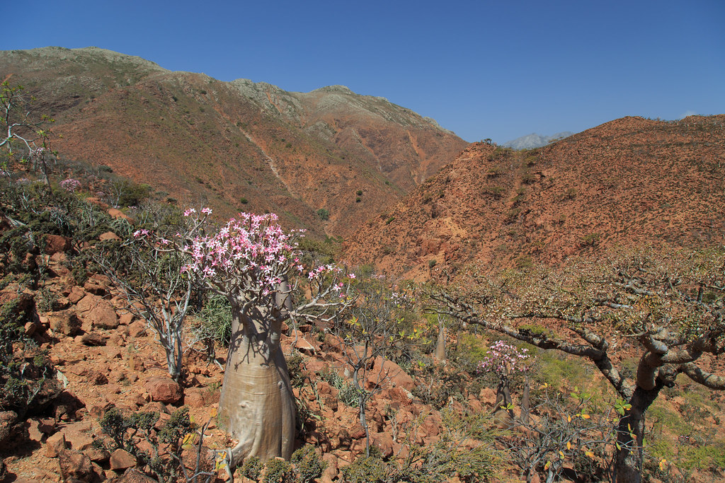 Adenium socotranum の株姿。幹、葉、全体の形が分かる写真