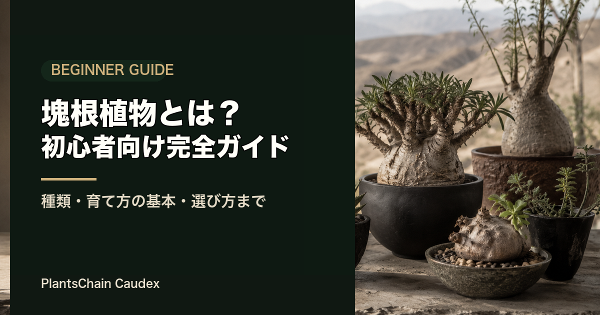 塊根植物とは？の記事画像