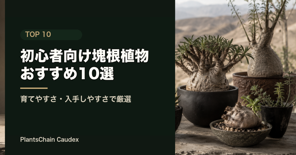初心者向け塊根植物 おすすめ10選 のOGP画像