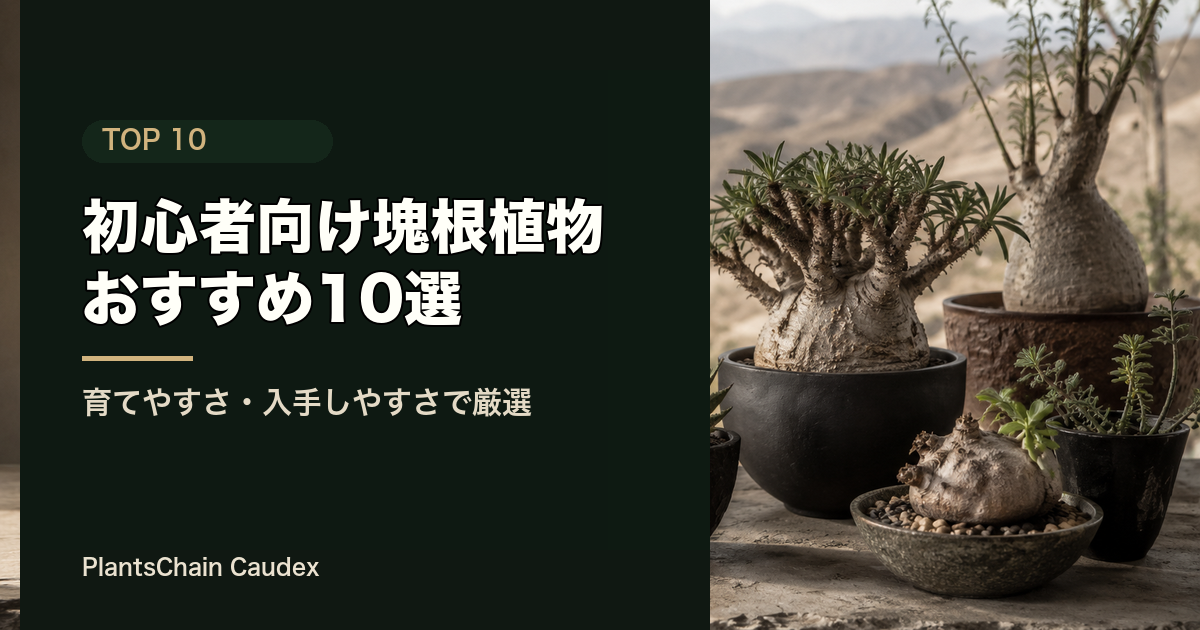 初心者おすすめ10選の記事画像