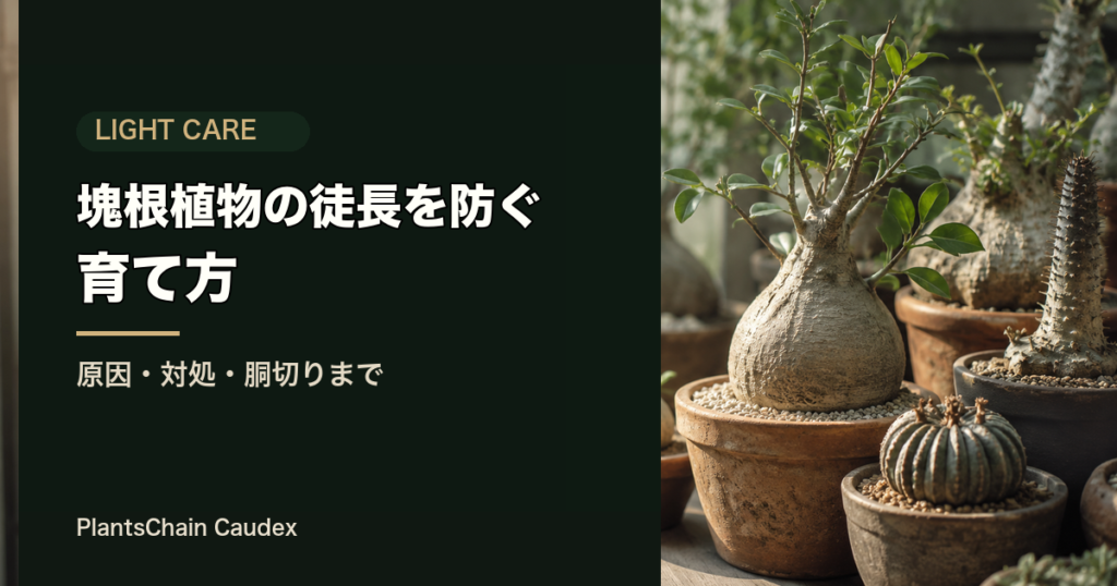 塊根植物の徒長を防ぐ 育て方 のOGP画像