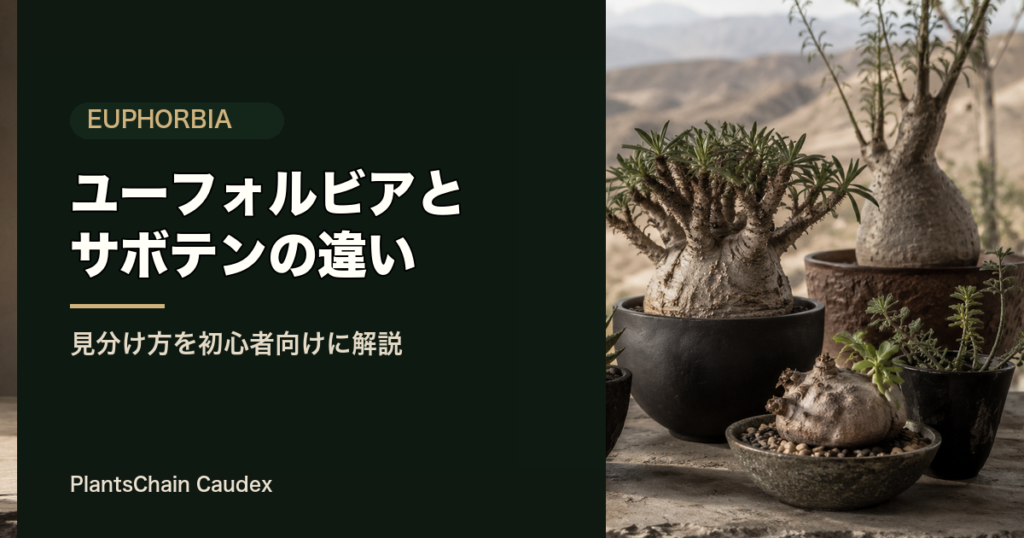 ユーフォルビアと サボテンの違い のOGP画像