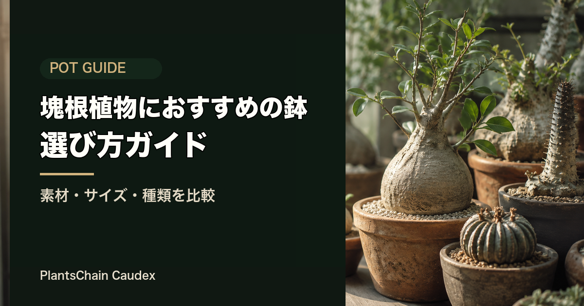 鉢の選び方の記事画像