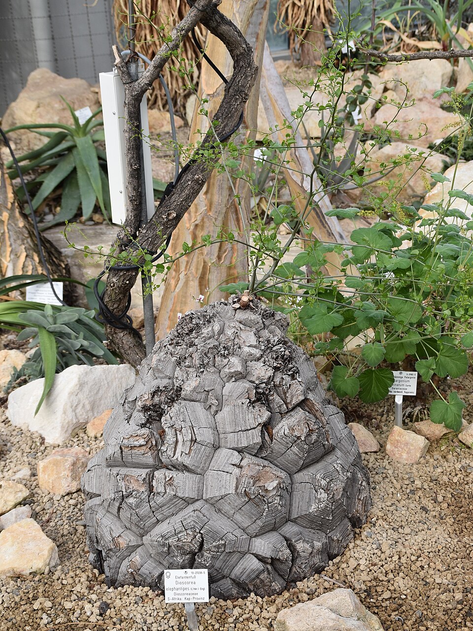 Dioscorea elephantipes の株姿。幹、葉、全体の形が分かる写真