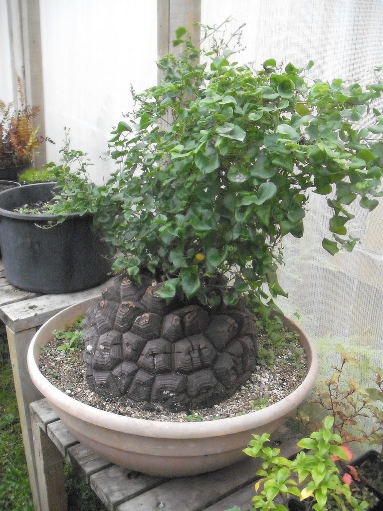 冬型の代表（Dioscorea elephantipes）の補足写真。本文で紹介している内容を別角度の写真で確認