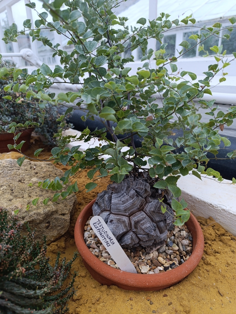 塊根を見せる株（Dioscorea elephantipes）の株姿。表土と塊根の見せ方の例