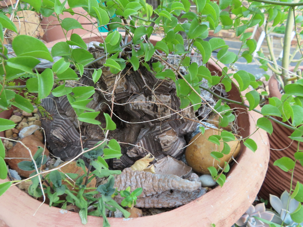 Dioscorea elephantipes の株姿。幹、葉、全体の形が分かる写真