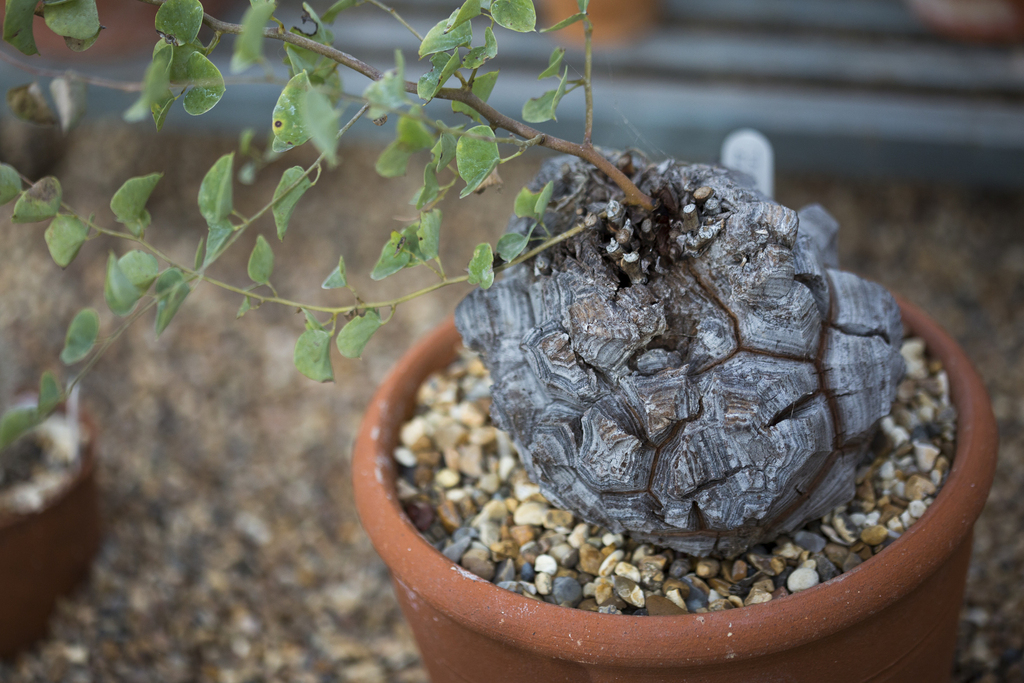 冬型の代表（Dioscorea elephantipes）の補足写真。本文で紹介している内容を別角度の写真で確認