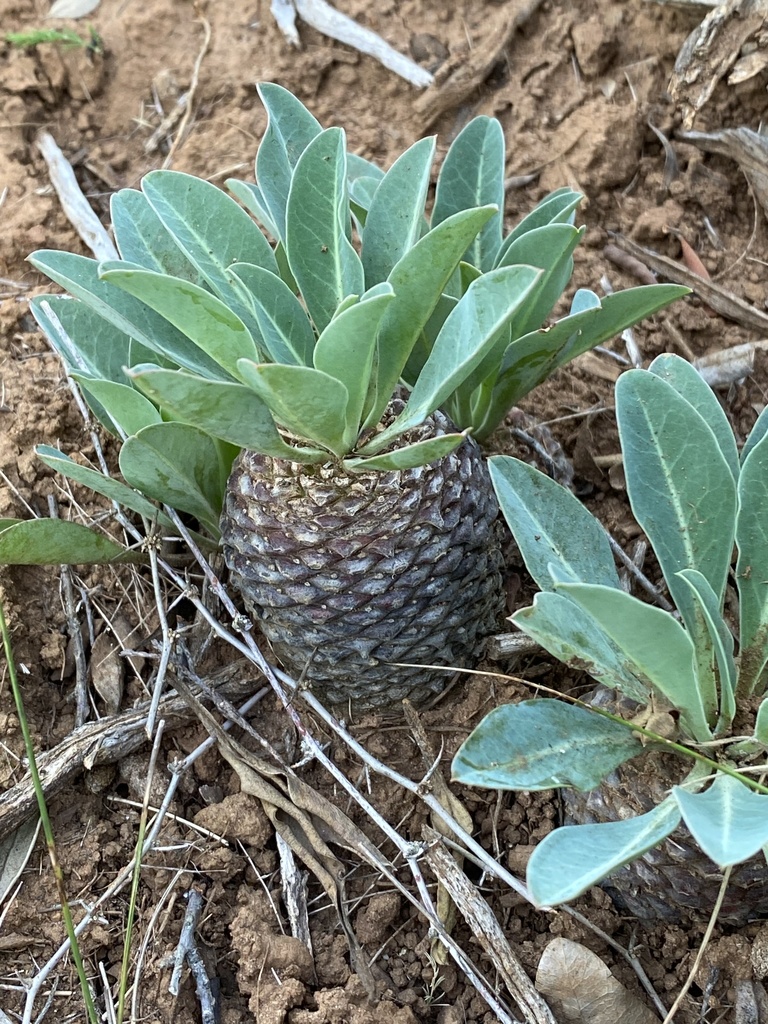 Euphorbia bupleurifolia の株姿。幹、葉、全体の形が分かる写真