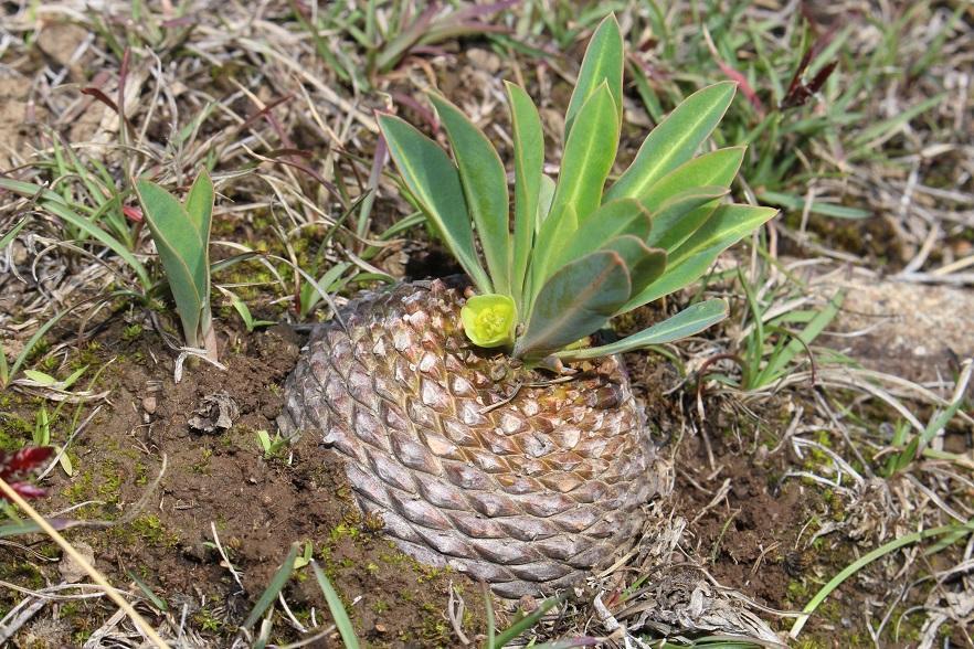 Euphorbia bupleurifolia の株姿。幹、葉、全体の形が分かる写真