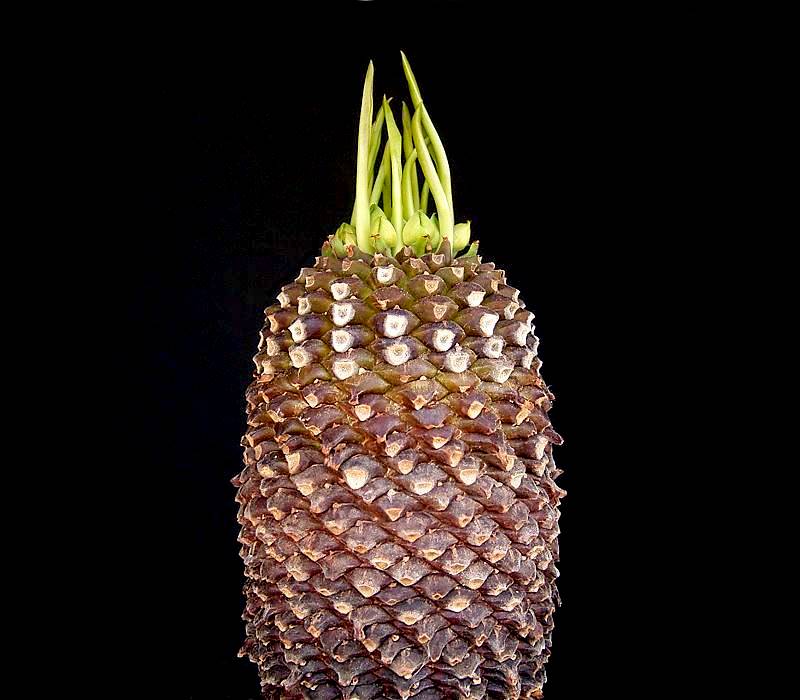 ブプレウリフォリア（Euphorbia bupleurifolia）の株姿。葉を持つ姿が分かるユーフォルビア
